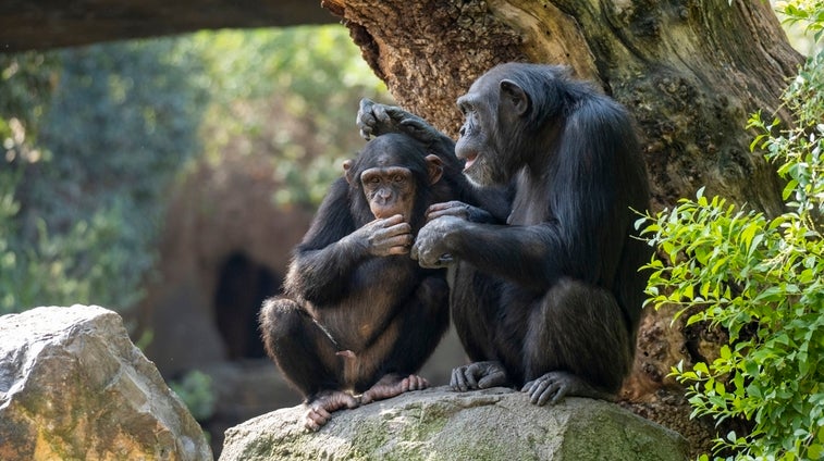 Muere 'Coco', el chimpancé de cuatro años nacido en Bioparc Valencia