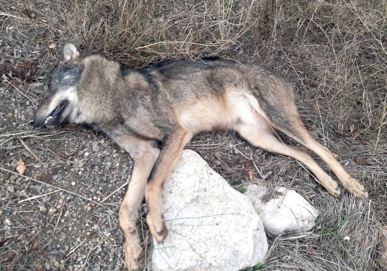 Hallan un lobo muerto presuntamente atropellado