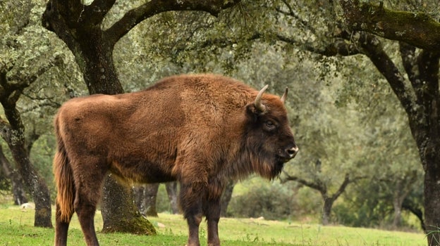 Un bisonte en la dehesa de El Encinarejo