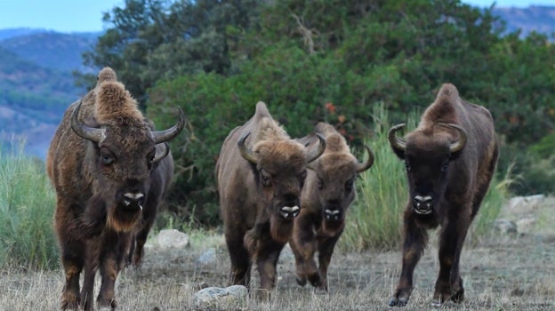 Ejemplares de bisonte europeo en manada en la provincia de Jaén
