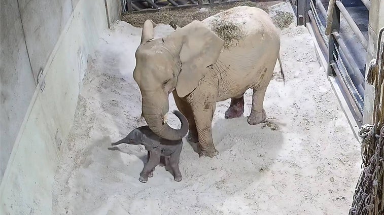 El emocionante vídeo del nacimiento del primer elefante en Bioparc Valencia