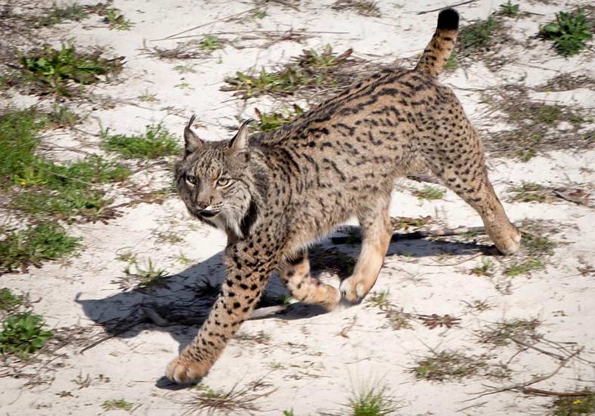 Eucalipto es un macho de lince ibérico que reside en el Observatorio de Linces del Espacio Natural de Doñana