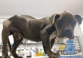Detenida en Vélez-Málaga por maltratar a su perro, al que le quedaban sólo tres semanas de vida sin asistencia veterinaria