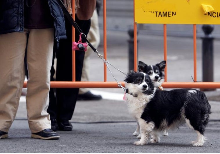 Detenido por robar un cachorro de chihuahua en la puerta de un supermercado cuando su dueño hacía la compra