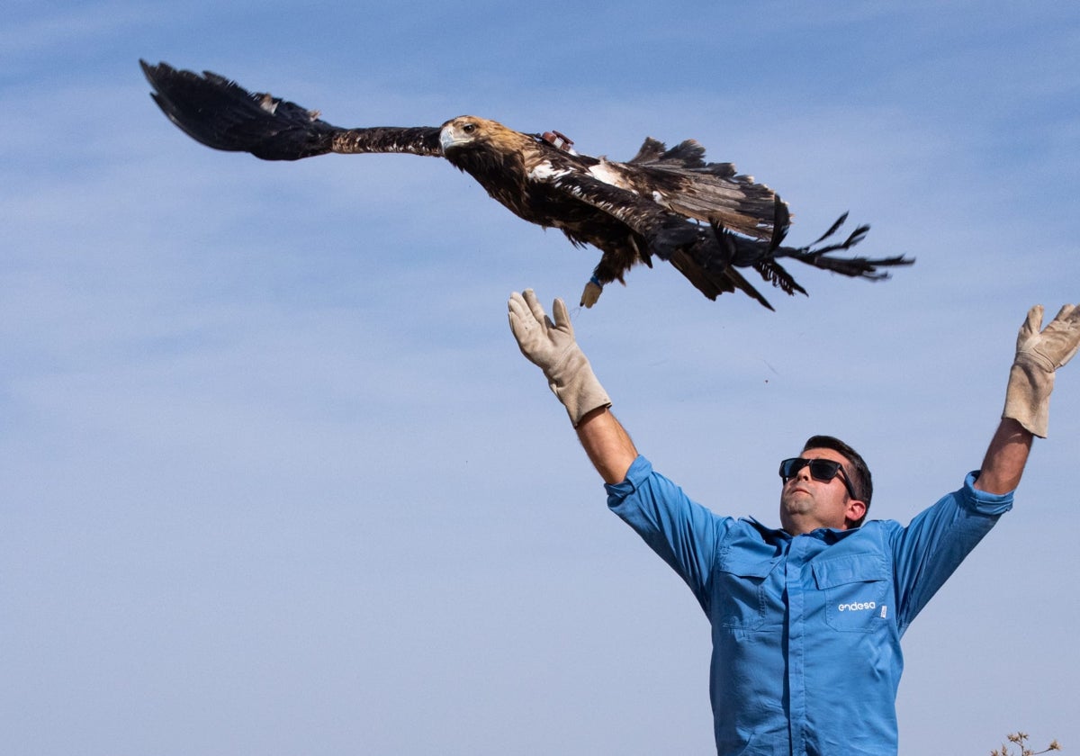 Técnicos de Endesa y Medio Ambiente liberan al ejemplar de águila imperial