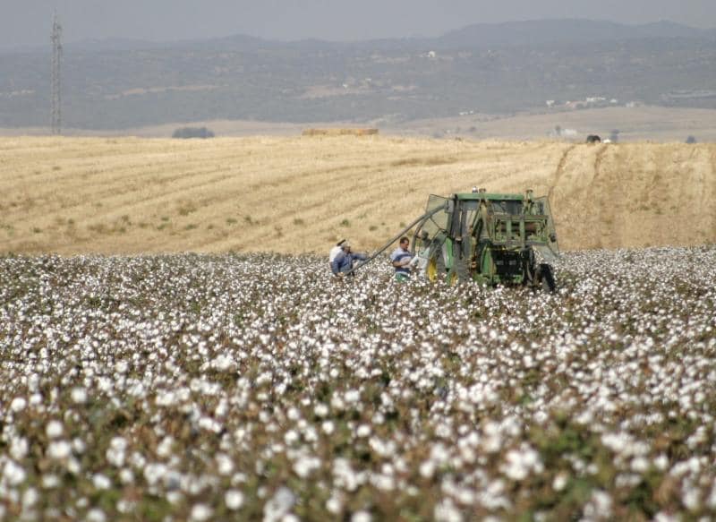 La falta de calor y el agua reducen un 45 por ciento la cosecha de algodón