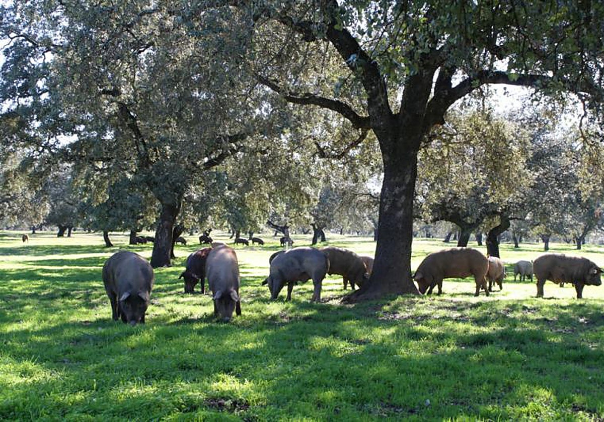 El retraso de la montanera reducirá hasta un 30% los cerdos certificados este año