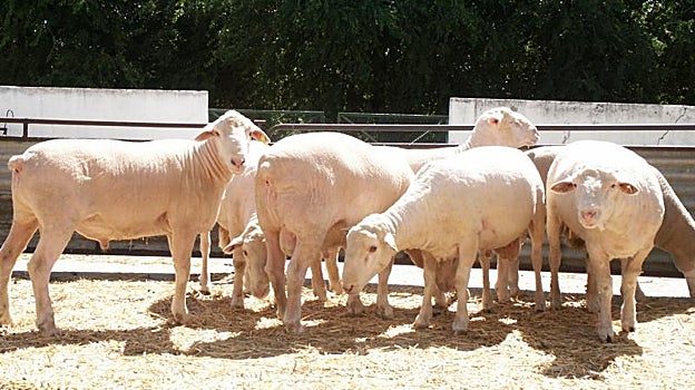 Ovejas en una explotación ganadera en una imagen de archivo