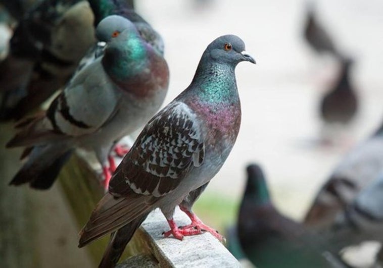 Vox pide al Pleno que se pongan medidas para frenar la plaga de palomas en el Casco Histórico