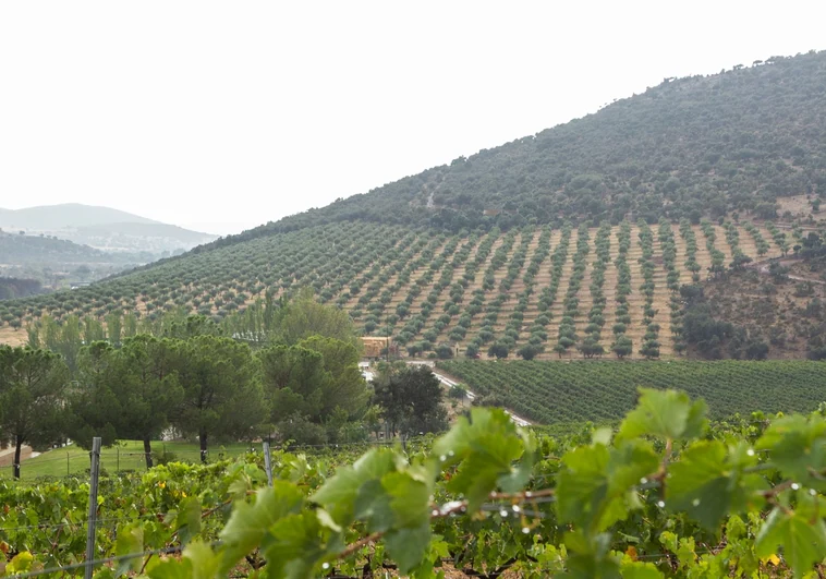 NOC: la bodega que embotella el paisaje de los Montes de Toledo en sus vinos