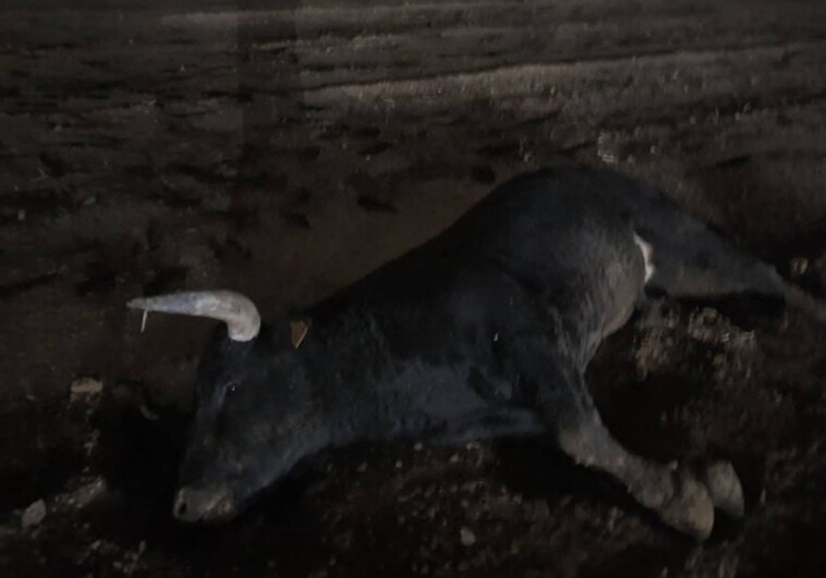 Herido un policía local tras ser embestido por un toro que se escapó de un matadero en Valencia