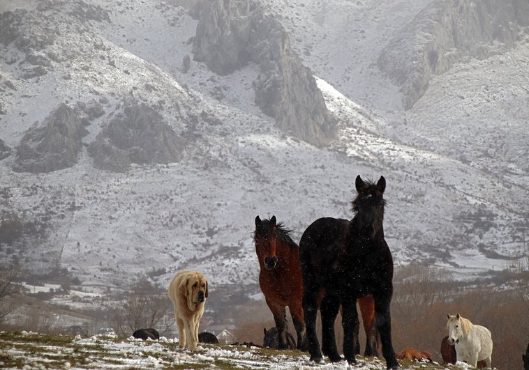 Llega la nieve: alerta amarilla en zonas de montaña de León, Palencia y Segovia