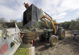 Asaja-Córdoba alerta de que la próxima campaña 2023-2024 del olivar también peligra por la sequía