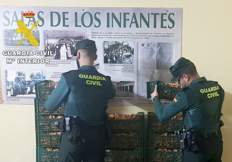 Intervienen en la zona de Salas de los Infantes (Burgos) 180 kilos de níscalos recolectados irregularmente