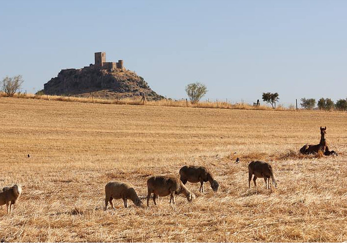 Ganado pastando este verano en Belmez, con el castillo al fondo