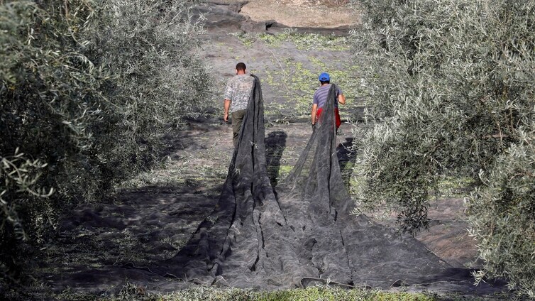 La sequía da otra puntilla a la aceituna en Córdoba: el desplome del empleo