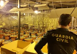 (En video) Desmantelan en Lucena una plantación de marihuana en una nave que se mantenía con un enganche ilegal a la luz