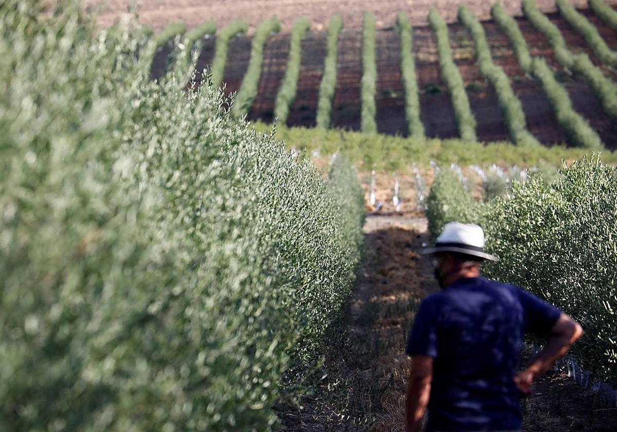 Olivar en la provincia de Córdoba