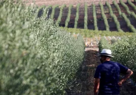 La cosecha de aceite ecológico se reducirá en Córdoba un 45% por la sequía y el calor