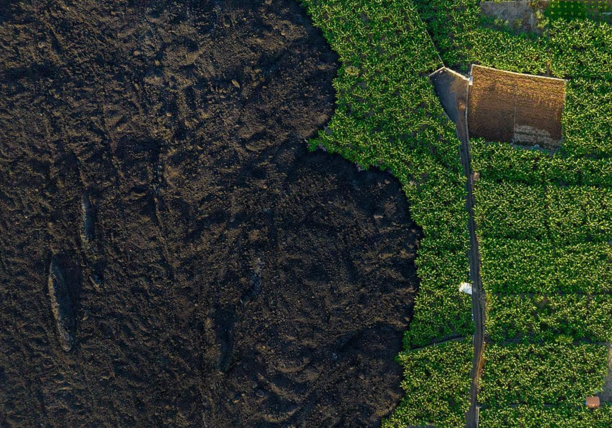 La lava del volcán, dentro de una plantación platanera en Tazacorte