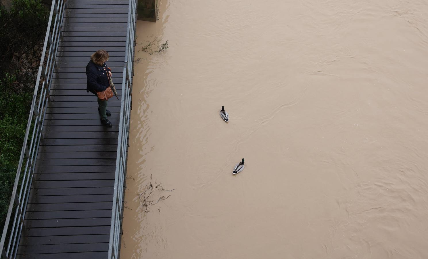 En imágenes, el Guadalquivir recupera el caudal a su paso por Córdoba