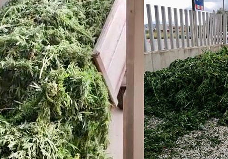 Inspección de Trabajo urge a Interior a «subsanar las irregularidades» en la gestión de la marihuana