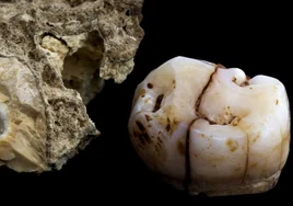 Aparece en la Cueva del Ángel de Lucena el molar de un neandertal de hace 100.000 años