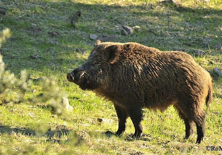 Herida tras ser atacada por un jabalí