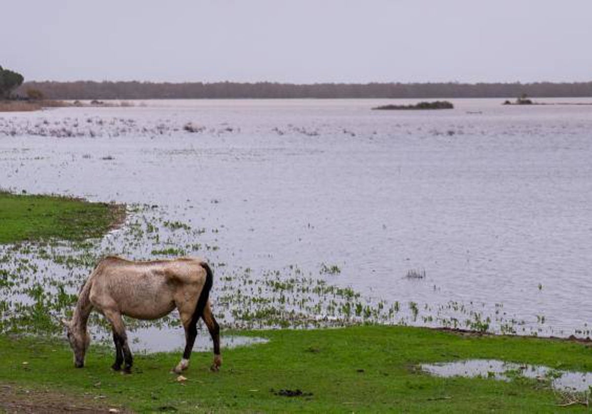 Imagen del un caballo en la marisma de El Rocío