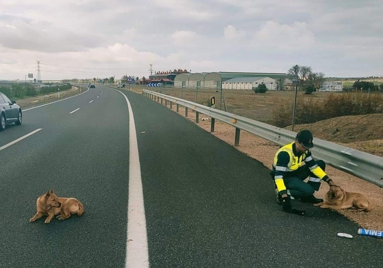 Los ángeles de la carretera también salvan perros