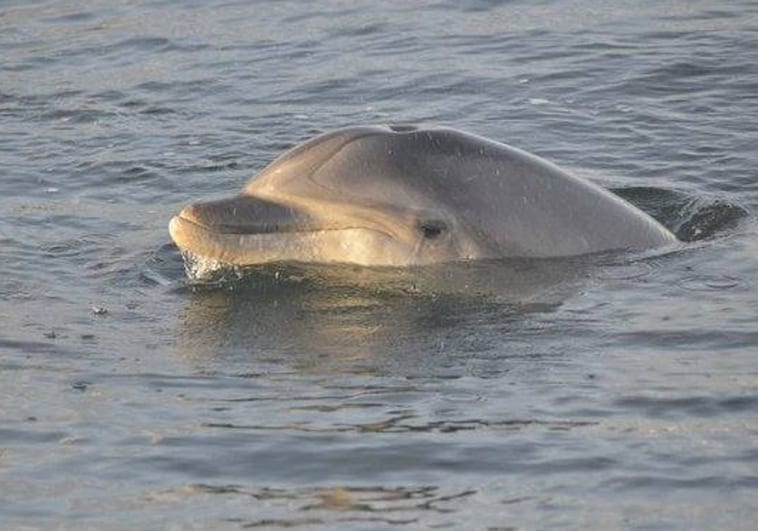 El delfín Manoliño reaparece ya recuperado de su herida por arpón