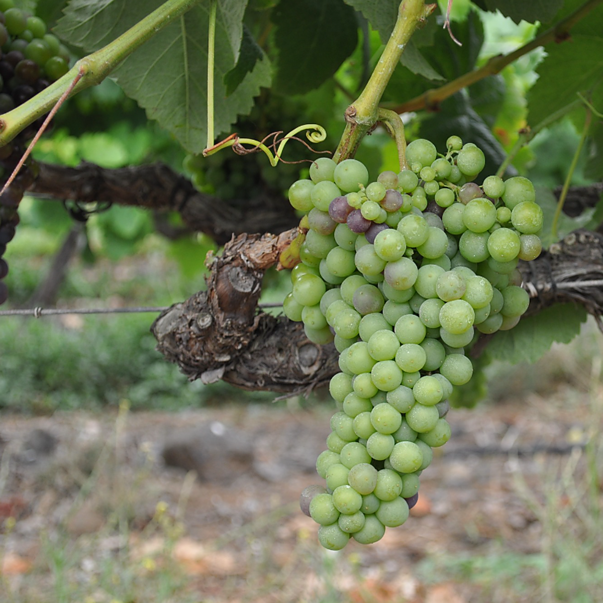 Canarias, ante la pérdida acelerada de su campo