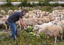 Agricultura declara zonas restringidas adicionales tras los focos de viruela ovina y caprina en Cuenca