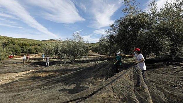Recogida de aceituna en un olivar tradicional cordobés durante la pandemia. Se trata de un cultivo sostenible y que requiere mucha mano de obra