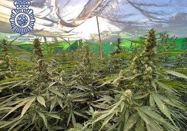 La Policía incauta 100 kilos de plantas de marihuana en invernaderos ubicados en Córdoba y Sevilla