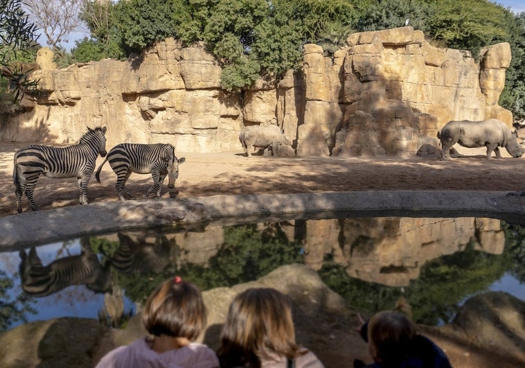 Bioparc Valencia recibe 70.000 visitantes en Navidad y diez mil ya tienen su pase anual