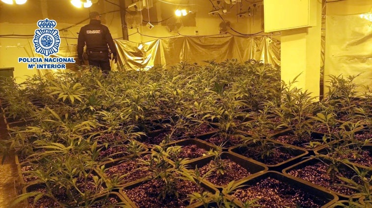 La Policía desmantela seis plantaciones 'indoor' de marihuana con 2.181 plantas y doce detenidos en Alicante y Murcia