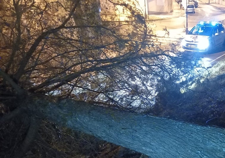 Dos heridos en Burgos tras caerles un árbol encima en el paseo Sierra de Atapuerca