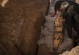 Investigadores de Jaén descubren una tumba con diez momias de cocodrilo en un yacimiento egipcio