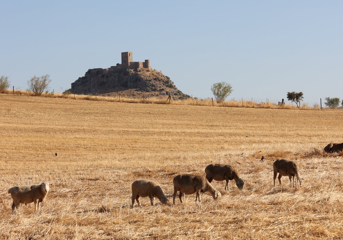 Animales pastan en una zona del Norte de Córdoba con el campo seco