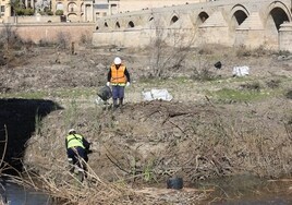 La Junta retira las toallitas y deshará el islote creado por los sedimentos en Córdoba