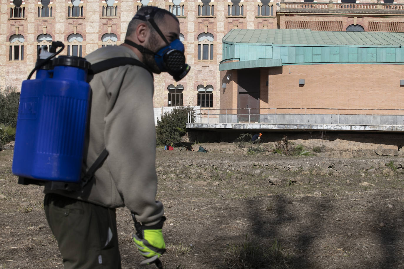 La limpieza del anfiteatro romano de Córdoba, en imágenes