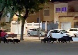 Caza de jabalíes con arco: el método para terminar con los cerdos salvajes en barrios de Almería