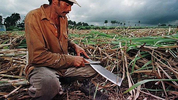 Un bracero afilando su machete en plena zafra en un ingenio de Cuba