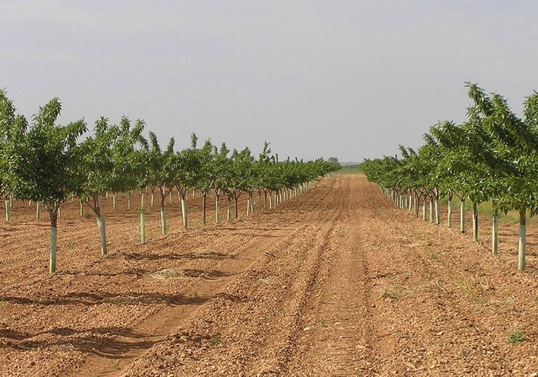 Cooperativas pide un plan de reconversión del almendro  que afectaría a 50.000 hectáreas