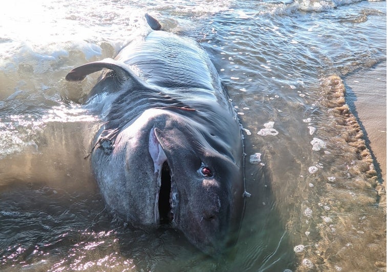 Hallan muerto a un tiburón de cuatro metros y 500 kilos en una playa de Torrevieja