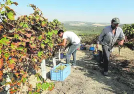 Asaja Córdoba alerta de que la nueva PAC «puede ser el final» de los viñedos de Montilla-Moriles