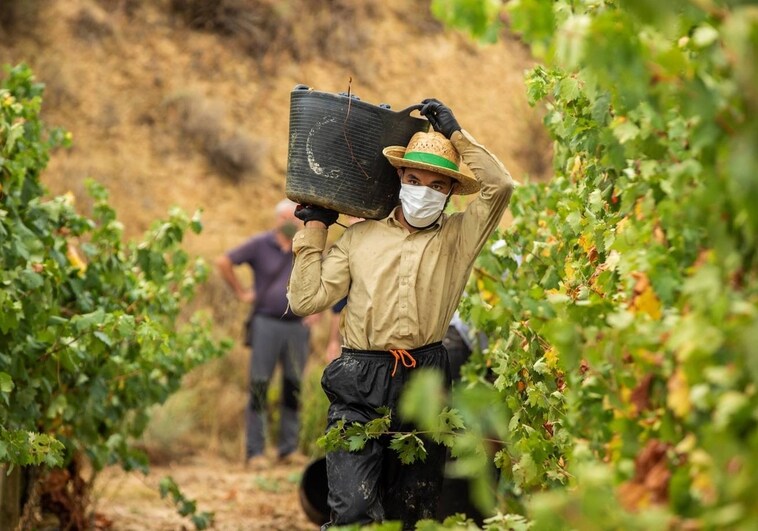 Viñedos de Álava más cerca de la ruptura con los vinos de Rioja: crea su propio Consejo Regulador