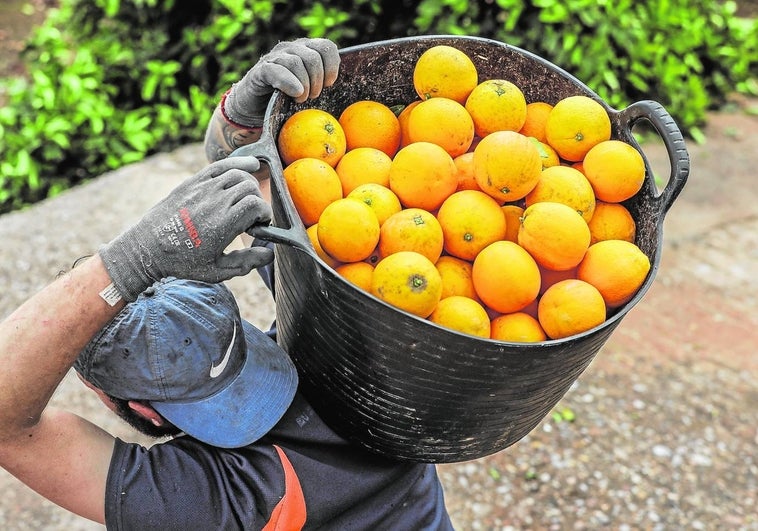 Juzgan a dos hombres por estafar a un empresario valenciano en una operación de compraventa de más de 100.000 kilos de naranjas