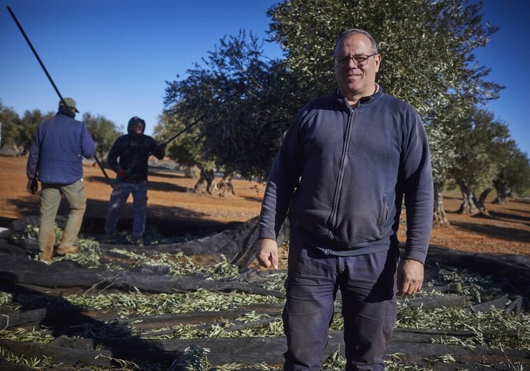 Alarma por la oleada de robos millonarios en los olivares del campo de Madrid ante la subida del precio del aceite